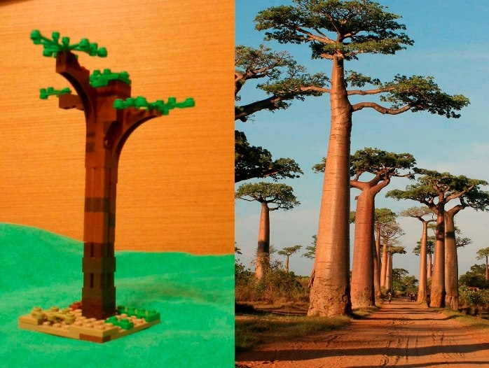 LEGO MOC - 16x16: Botany - Баобаб: Вот мой баобаб рядом с настоящим. Он растет на <br />
Мадагаскаре. Он ещё молодой, поэтому худенький.